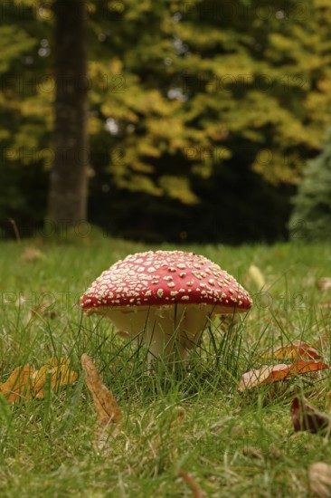 Fairytale toadstool, autumn, Germany