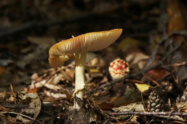 Fairytale toadstool, autumn, Germany