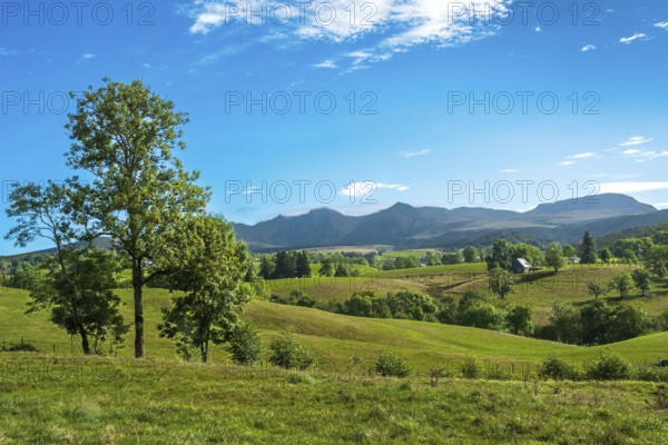 A lone tree stands in a wide green field with mountain views against a bright blue sky, Massif of Sancy in Auvergne Volcanoes Regional Park. Puy de Dome. Auvergne Rhone Alpes. France