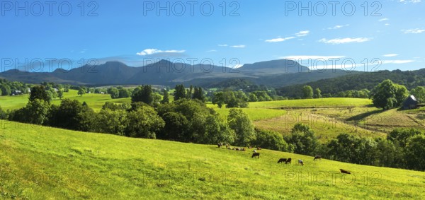 A scenic view of green fields with grazing animals, surrounded by mountains under a clear blue sky, Massif of Sancy in Auvergne Volcanoes Regional Park. Puy de Dome. Auvergne Rhone Alpes. France