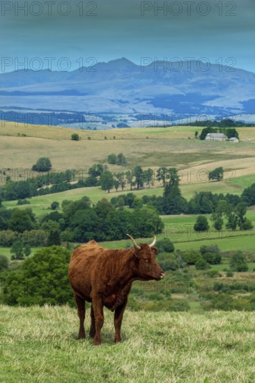 Cow race salers graze peacefully in Auvergne Volcanoes Regional Park, showcasing the serene beauty of the Sancy Massif. Rolling hills and verdant fields create a picturesque natural setting. Puy de Dome. Auvergne Rhone Alpes. France