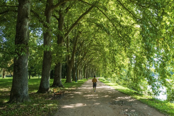 Vichy. Walking through a tree-lined path in a sunny park, riverside Allier on a clear day. Allier. Auvergne Rhone Alpes. France