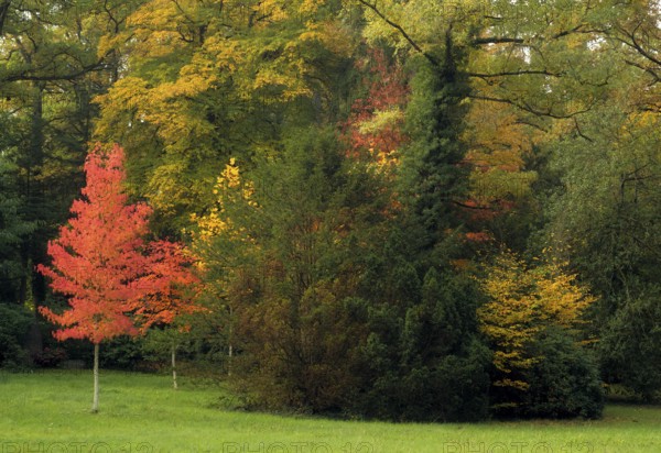 Mixed forest, maple tree, autumn colours, autumn leaves, autumn, forest cemetery, Stuttgart, Baden-Württemberg, Germany