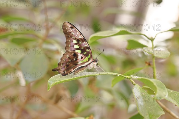 Malachite butterfly (Siproeta stelenes biplagiata), captive, occurrence in Costa Rica, Central America