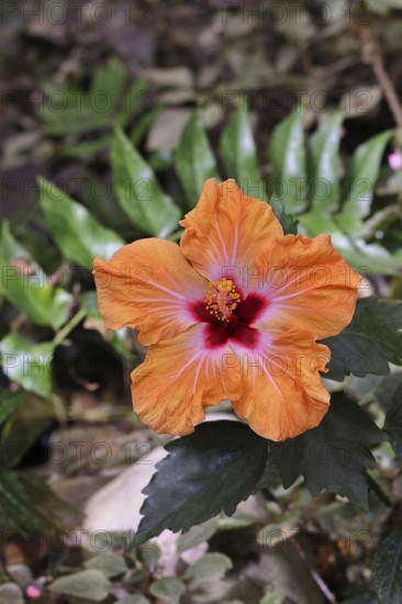 Hibiscus (Hibiscus), close-up of a red flower, houseplant, Wilnsdorf, North Rhine-Westphalia, Germany