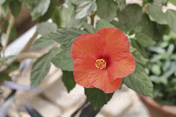 Hibiscus (Hibiscus), close-up of a red flower, houseplant, Wilnsdorf, North Rhine-Westphalia, Germany