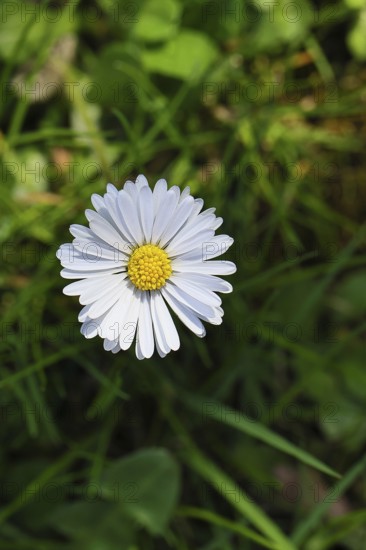 Daisy (Bellis perennis), flower on a lawn in a garden, close-up, Wilnsdorf, North Rhine-Westphalia, Germany