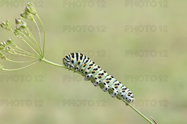 Swallowtail caterpillar (Papilio machaon), caterpillar sitting on Wild carrot (Daucus carota), Trupbacher Heide nature reserve with heathland and nutrient-poor grassland, former military training area, Siegerland, North Rhine-Westphalia, Germany