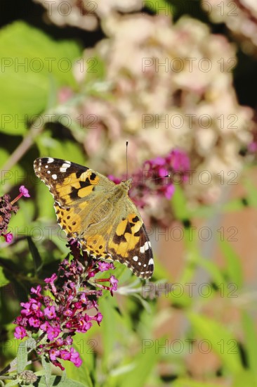 Thistle butterfly (Vanessa cardui) on a Buddleja davidii flower, Wilnsdorf, North Rhine-Westphalia, Germany