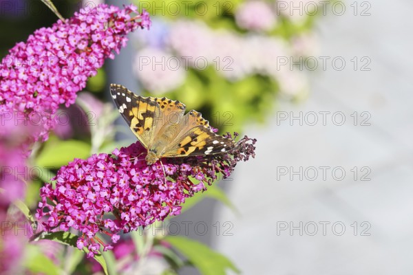 Thistle butterfly (Vanessa cardui) on a Buddleja davidii flower, Wilnsdorf, North Rhine-Westphalia, Germany