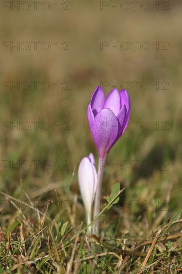 Autumn crocus (Colchicum autumnale), half-opened flowers in a meadow, endangered, protected poisonous plant species, native nature, wet meadow, autumn messenger, season, autumn, bulbous plant, poisonous plant, Wilnsdorf, North Rhine-Westphalia, Germany