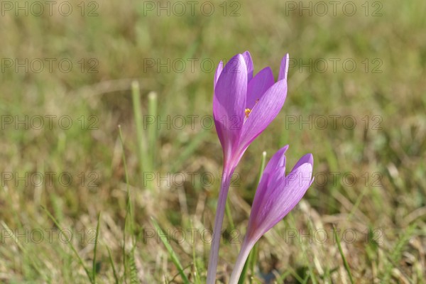 Autumn crocus (Colchicum autumnale), half-opened flowers in a meadow, endangered, protected poisonous plant species, native nature, wet meadow, autumn messenger, season, autumn, bulbous plant, poisonous plant, Wilnsdorf, North Rhine-Westphalia, Germany