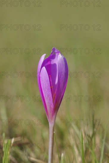 Autumn crocus (Colchicum autumnale), autumn crocus (Colchica) closed flowers in a meadow, endangered, protected poisonous plant species, native nature, wet meadow, autumn messenger, season, autumn, bulbous plant, poisonous plant, Wilnsdorf, North Rhine-Westphalia, Germany