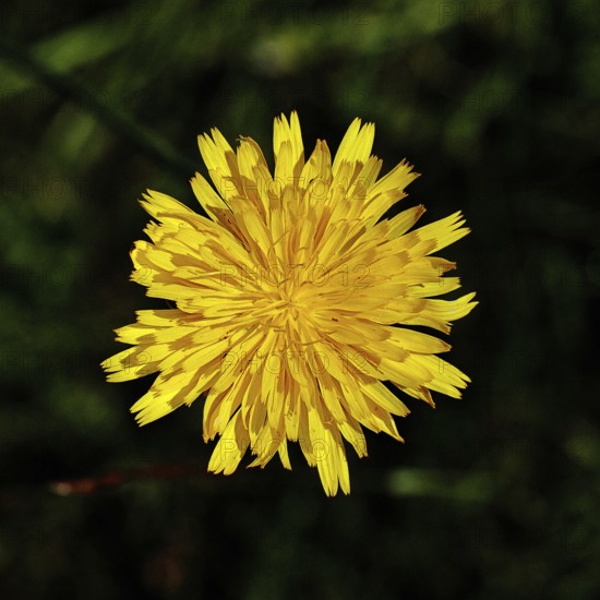 Hieracium lachenalii (Picris hieracioides), hawkweed bittercress, yellow flower on a rough meadow, close-up with black background, Wilnsdorf, North Rhine-Westphalia, Germany