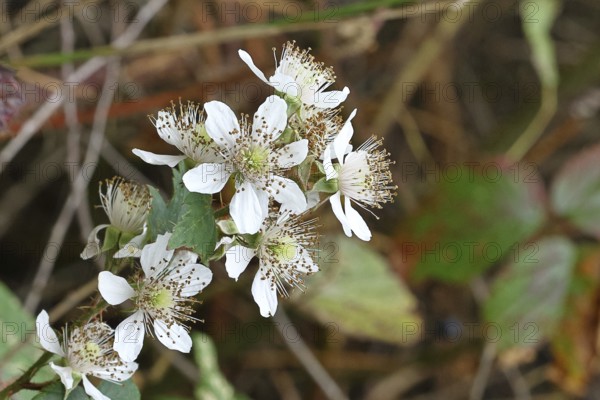 Blackberries (Rubus sectio Rubus), blossom on the bush, close-up, Wilnsdorf, North Rhine-Westphalia, Germany