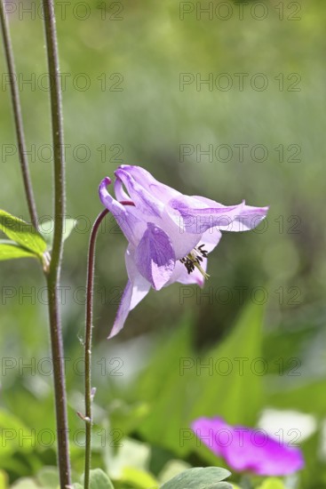 Columbine (Aquilegia vulgaris), pink flower at the edge of a forest, in spring, Wilnsdorf, North Rhine-Westphalia, Germany