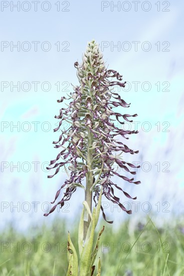 Goat's tongue (Himantoglossum hircinum), inflorescence with open white-purple flowers, on a weasel, high key photo, orchids, orchid, orchid plant, nature photography, Lahnstein, Rhineland-Palatinate, Germany