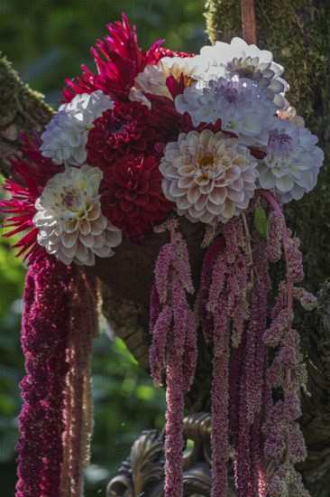 Bouquet of dahlias and foxtail, North Rhine-Westphalia, Germany