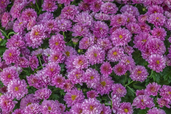 Garden chrysanthemum (Chrysanthemum × grandiflorum), pink-coloured, Münsterland, North Rhine-Westphalia, Germany