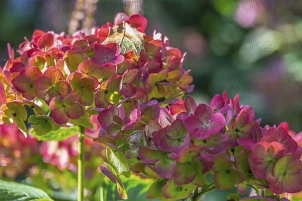Hydrangea blossoms against the light, Hydrangea, North Rhine-Westphalia, Germany