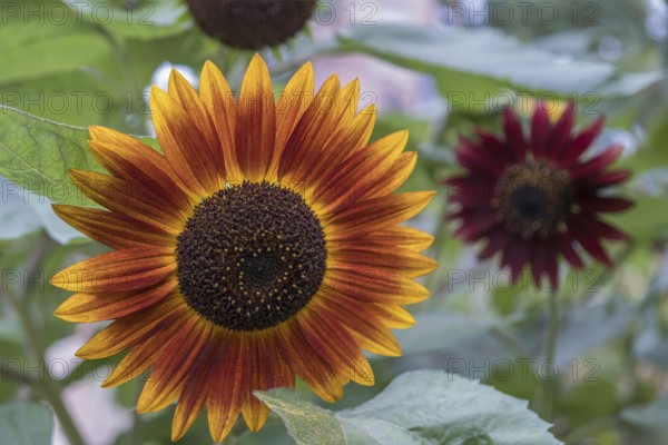 Sunflower 'Velvet Queen' (Helianthus annuus), Hesse, Germany