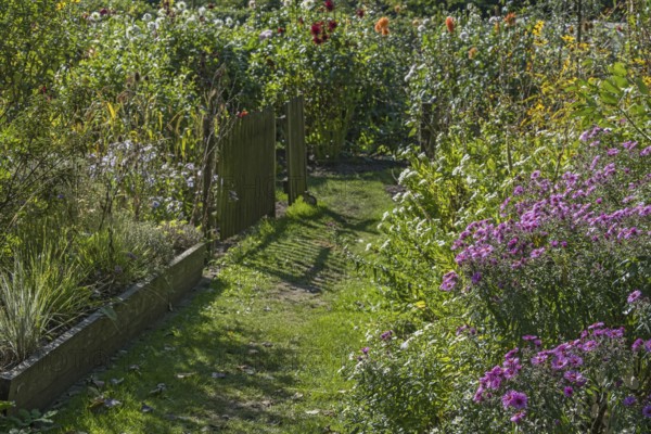 A garden path lined with flowers and grasses, illuminated by daylight, Münsterland, North Rhine-Westphalia, Germany