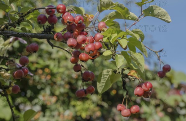 Ornamental apple (Malus spec.), fruit on the tree, Münsterland, North Rhine-Westphalia, Germany