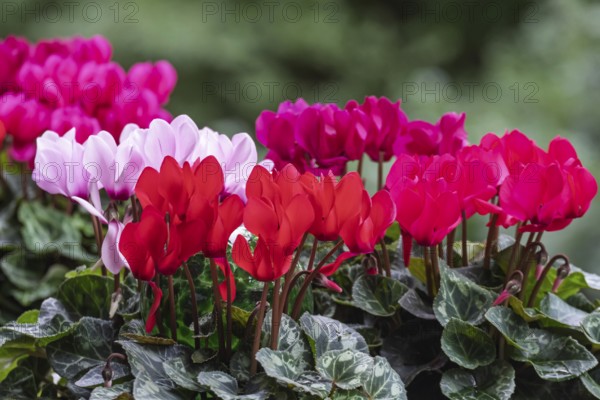 Cyclamen hederifolium or Neapolitan cyclamen (Cyclamen hederifolium), Münsterland, North Rhine-Westphalia, Germany