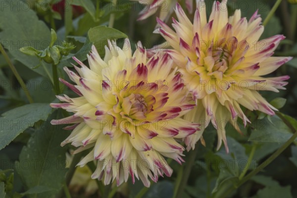 Dahlia (Dahlia), Münsterland, North Rhine-Westphalia, Germany