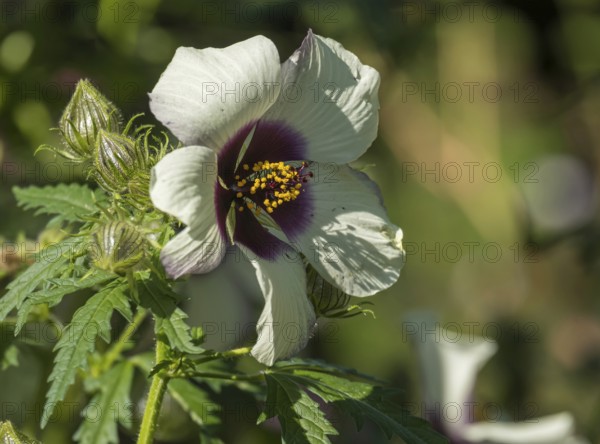 Hibiscus cannabinus (Althaea cannabina), Münsterland, North Rhine-Westphalia, Germany