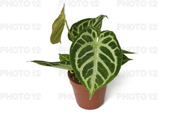Beautiful 'Silver Blush Anthurium Crystallinum' houseplant with lace pattern on leaves in flower pot on white background