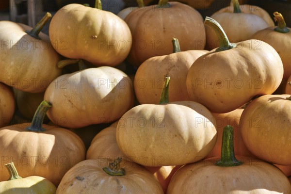 Pale orange Butterkin squashes stacked at autumn market