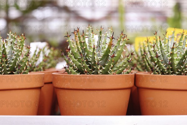 Small 'Aloe Melanacantha' houseplants in flower pot in a row