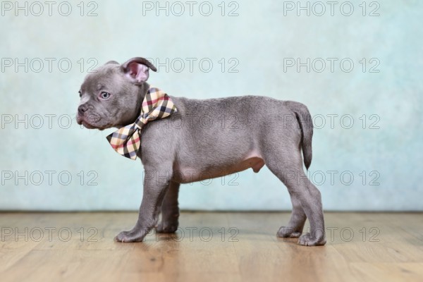 Healthy purebred Chondrodysplasia free French Bulldog dog puppy with tail in front of studio background