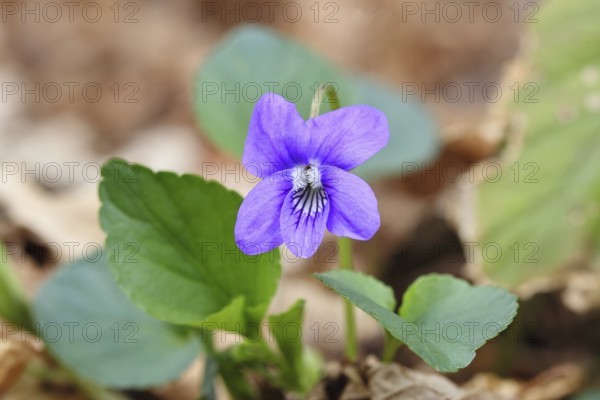Grove violet (Viola riviniana), flower, in a beech forest, Wilnsdorf, North Rhine-Westphalia, Germany