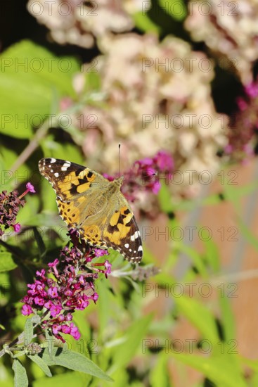 Thistle butterfly (Vanessa cardui) on a Buddleja davidii flower, Wilnsdorf, North Rhine-Westphalia, Germany