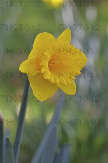 Daffodil (Narcissus), yellow flower in a garden, close-up, Wilnsdorf, North Rhine-Westphalia, Germany