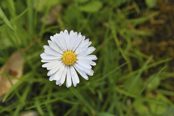 Daisy (Bellis perennis), flower on a lawn in a garden, close-up, Wilnsdorf, North Rhine-Westphalia, Germany
