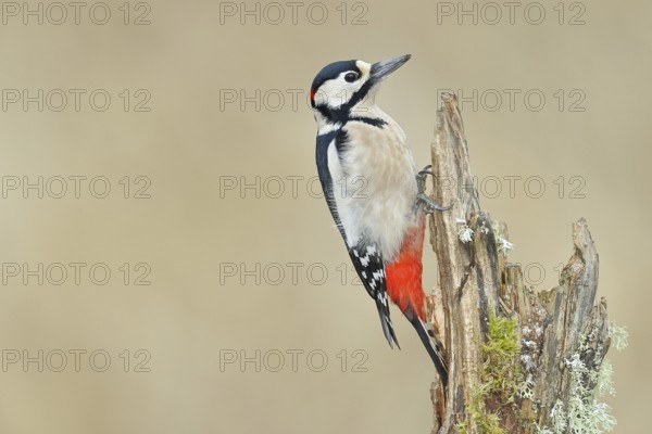 Great spotted woodpecker (Dendrocopos major), male, foraging on a tree stump overgrown with moss and lichen in the forest, Wilnsdorf, North Rhine-Westphalia, Germany