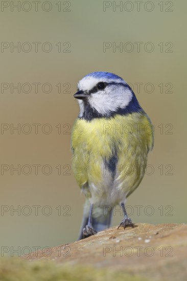 Blue tit (Parus caeruleus), sitting on a stone on the forest floor, Wilnsdorf, North Rhine-Westphalia, Germany