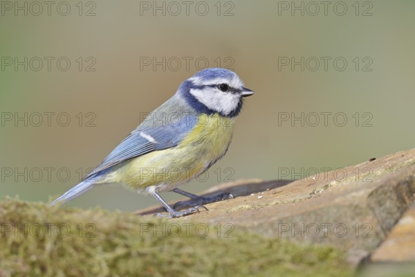 Blue tit (Parus caeruleus), sitting on a stone on the forest floor, Wilnsdorf, North Rhine-Westphalia, Germany