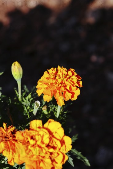Bright orange flower of Tagetes erecta in close-up under sunlight with dark background, in a garden, Wilnsdorf, North Rhine-Westphalia, Germany