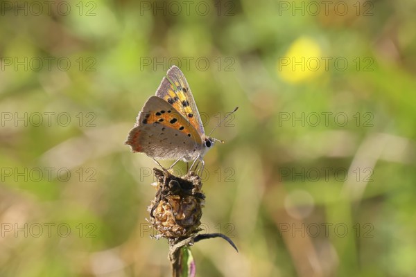 Small copper (Lycaena phlaeas) in a meadow, Gambach nature reserve, Burbach, North Rhine-Westphalia, Germany