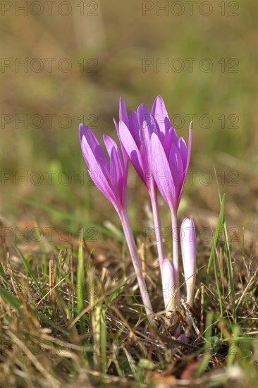 Autumn crocus (Colchicum autumnale), half-opened flowers in a meadow, endangered, protected poisonous plant species, native nature, wet meadow, autumn messenger, season, autumn, bulbous plant, poisonous plant, Wilnsdorf, North Rhine-Westphalia, Germany