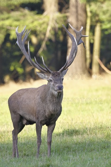 Red deer (Cervus elaphus) in rutting season, capital stag in a forest clearing, animal portrait, wildlife, autumn, Sauerland, North Rhine-Westphalia, Germany