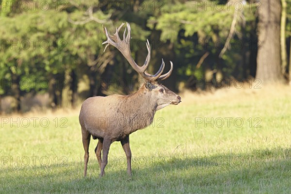 Red deer (Cervus elaphus) in rutting season, capital stag in a forest clearing, animal portrait, wildlife, autumn, Sauerland, North Rhine-Westphalia, Germany