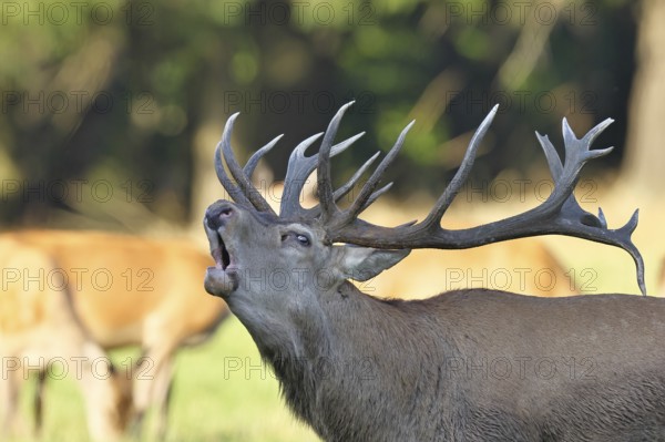 Red deer (Cervus elaphus) during the rutting season, a large stag roaring in a forest clearing, animal portrait, wildlife, autumn, Sauerland, North Rhine-Westphalia, Germany