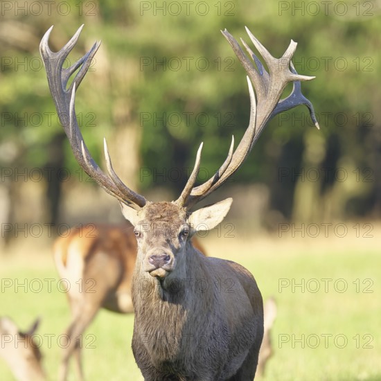 Red deer (Cervus elaphus), capital stag in a forest clearing, animal portrait, looking into the camera, wildlife, Sauerland, North Rhine-Westphalia, Germany