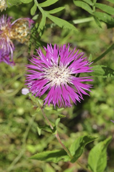 Hieracium lachenalii (Picris hieracioides), hawkweed bitterweed, yellow flower on a rough meadow, close-up, Wilnsdorf, North Rhine-Westphalia, Germany