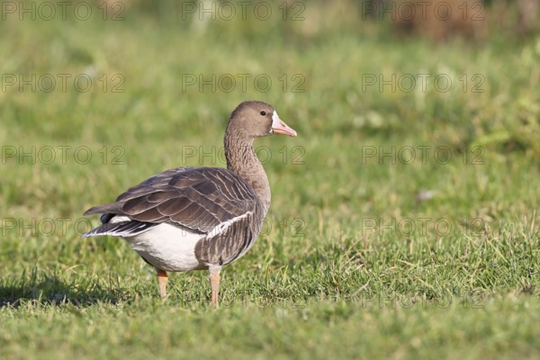 White-fronted goose (Anser albifrons), standing in a meadow in the wintering area, wildlife, Bislicher Insel nature reserve, Xanten, Lower Rhine, North Rhine-Westphalia, Germany